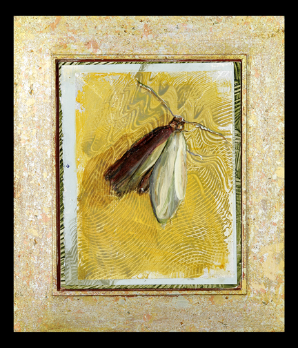 Indian Meal Moth II